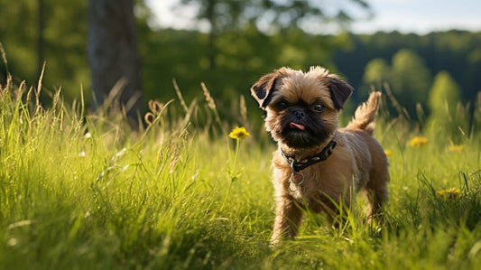 Brussels Griffon Dog standing in tall grass