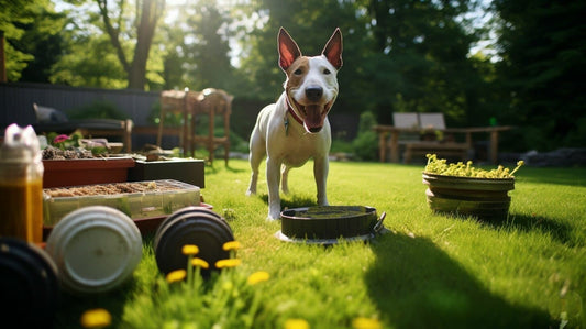Bull Terrier standing in a backyard