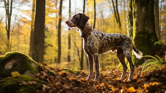 Chien Français Tricolore Dog standing in the woods