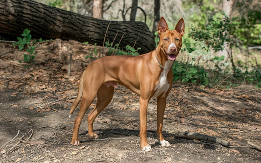 Cirneco dell'Etna Dog Standing In The Woods