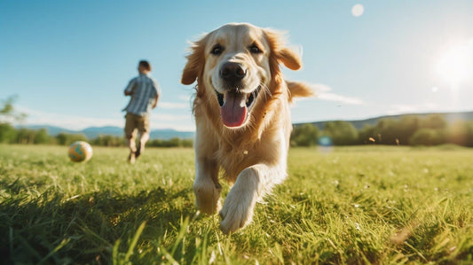 Golden Retriever running in a park