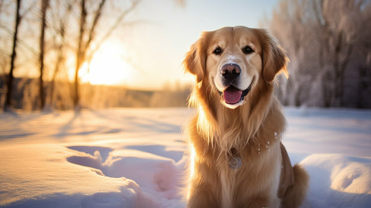 How Cold Is Too Cold For A Dog showing a dog sitting in the snow