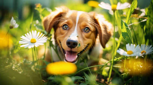 A dog with fleas in a field with flowers