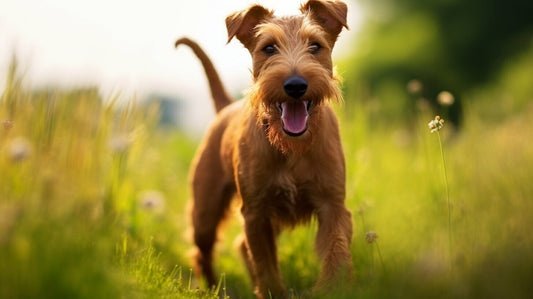 Irish Terrier: Discover the Lovable, Spirited Family Companion