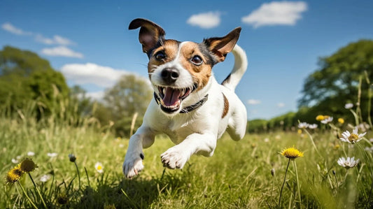 Energetic Jack Russell Terrier: Care, Training & Fun Facts