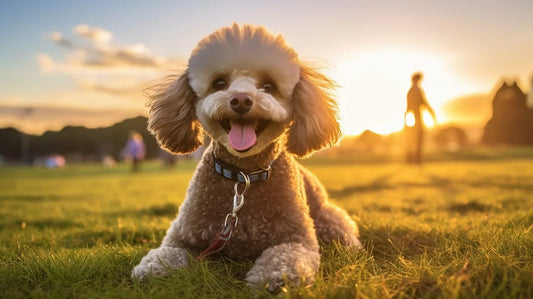 Poodle in a park with a sunset and people behind it