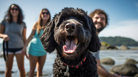 Portuguese Water Dog: Your Guide to a Loving & Loyal Companion