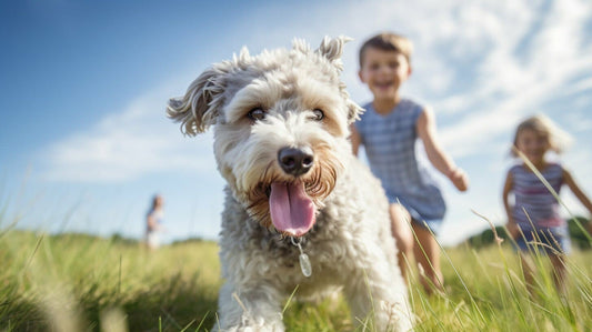 Pumi Dog Breed