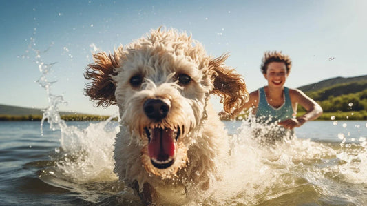 Spanish Water Dog Breed