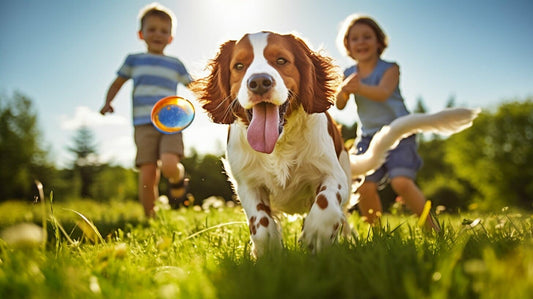 Welsh Springer Spaniel Breed