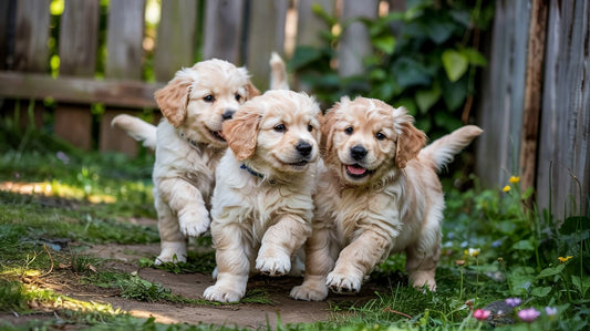 three cute puppies in a background that need names