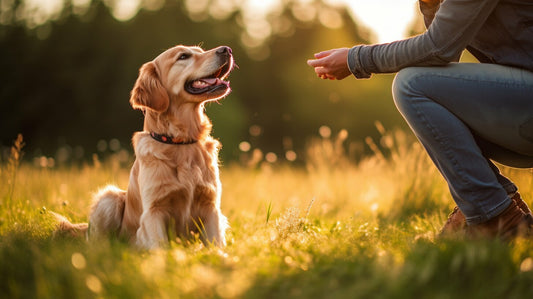 a dog in a field looking at its owner