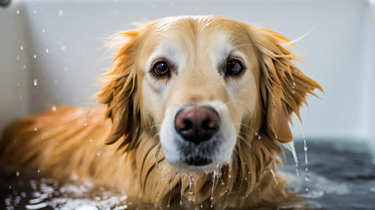 golden retriever taking a bathe