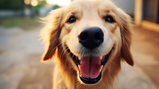 golden retriever smiling after getting its teeth brushed