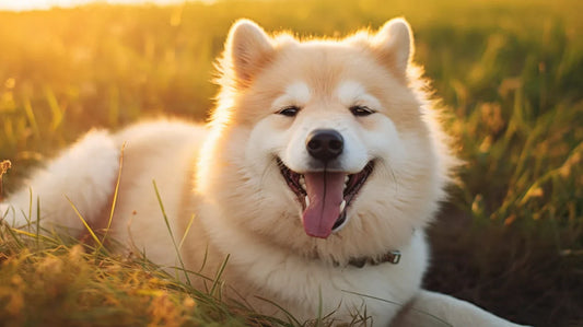 dog with nipples laying in flowers and grass