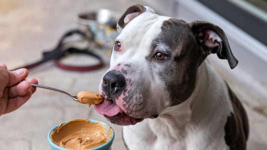 What Peanut Butter is Safe for Dogs?