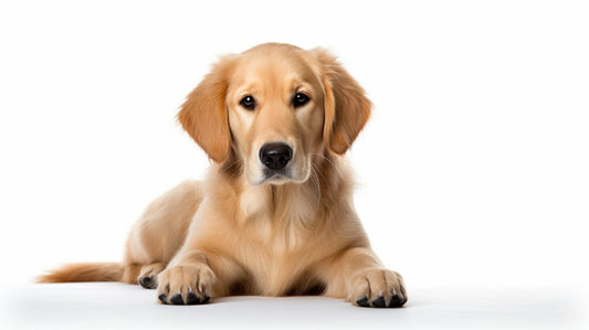 a puppy with a white background