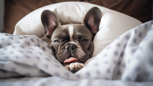 a dog laying in bed after peeing in the bed