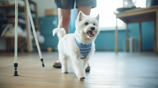 dog with ataxia at the vet