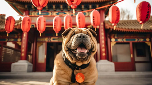 Chinese Shar-Pei