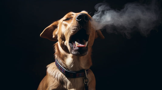 dog coughing