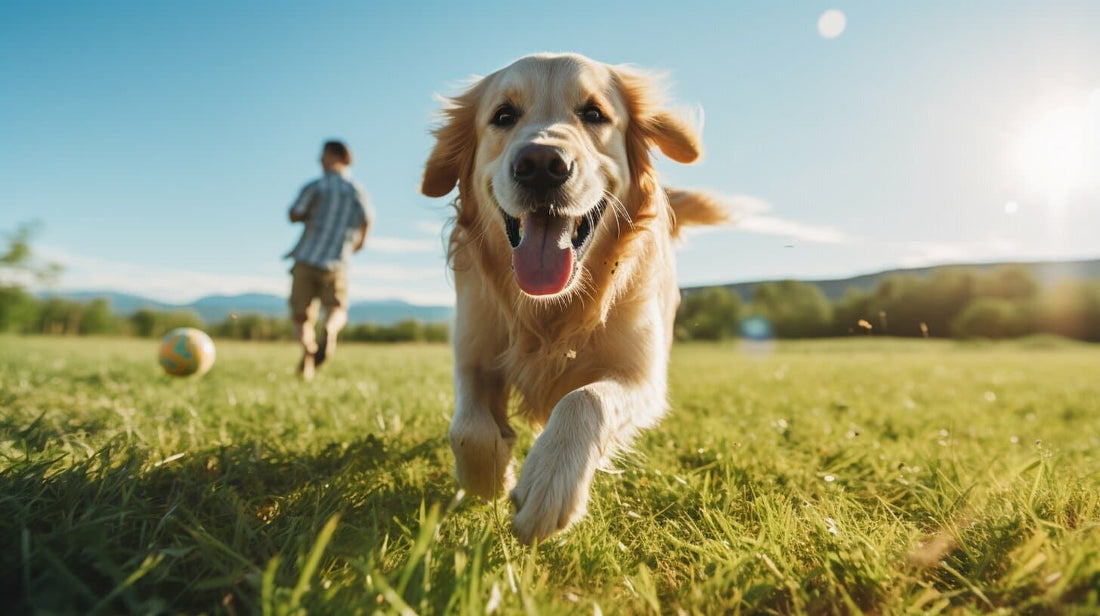 Golden Retriever running in a park