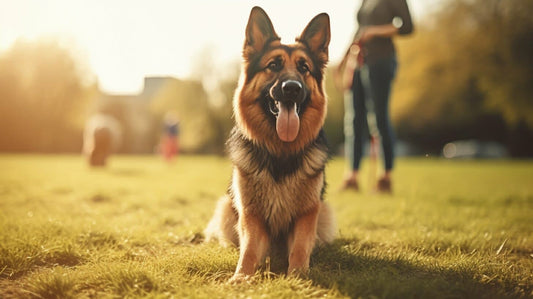 a dog with hernia in the park
