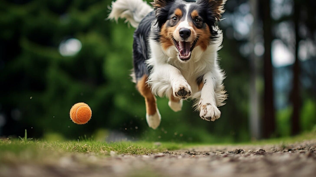 a dog training with a ball
