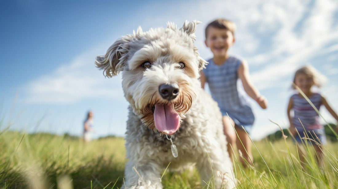 Pumi Dog Breed
