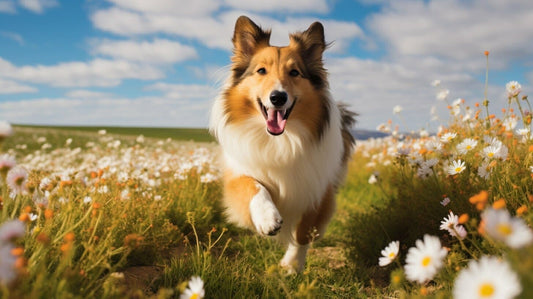 Shetland Sheepdog: Your Lovable and Intelligent Companion