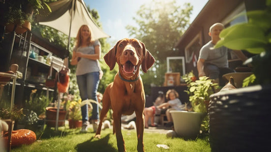Vizsla with its family in a yard