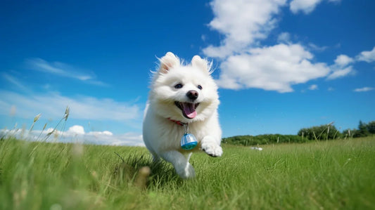 West Highland White Terrier Running In A Field