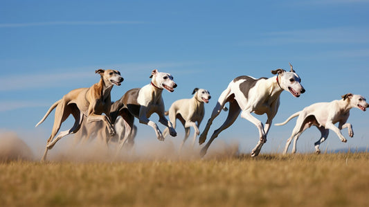 Whippet Dog Breed