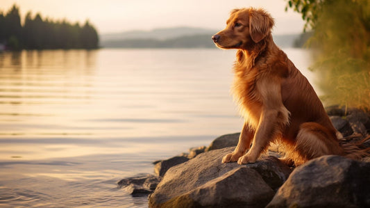 dog with a belly button by a lake