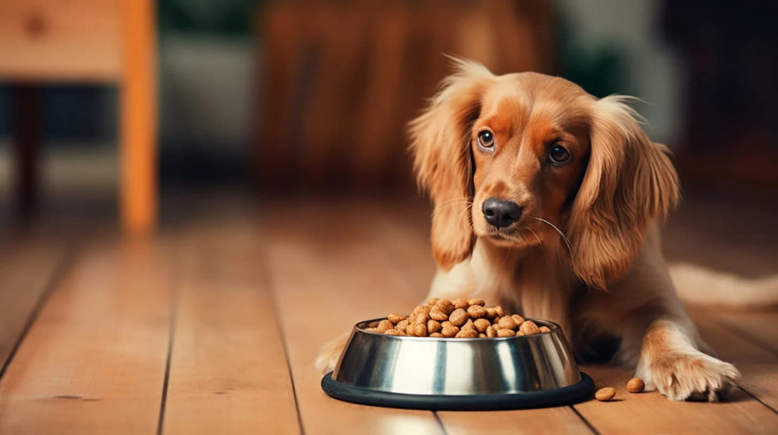 dog laying by a dog bowl full of dog food