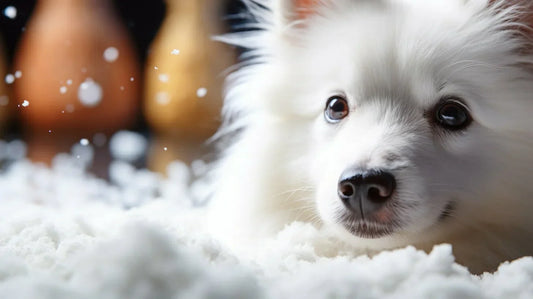 a dog with dandruff